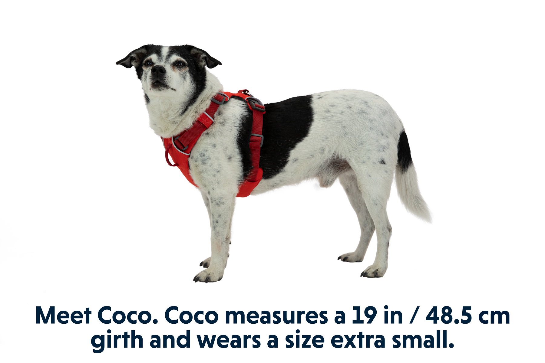 30502_Front-Range-Harness_Red-Sumac_Coco-XSmall