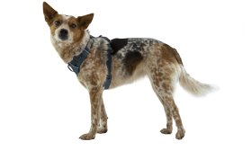 CompressedPNG-30502-Front-Range-Harness-Red-Clay-Right-STUDIO