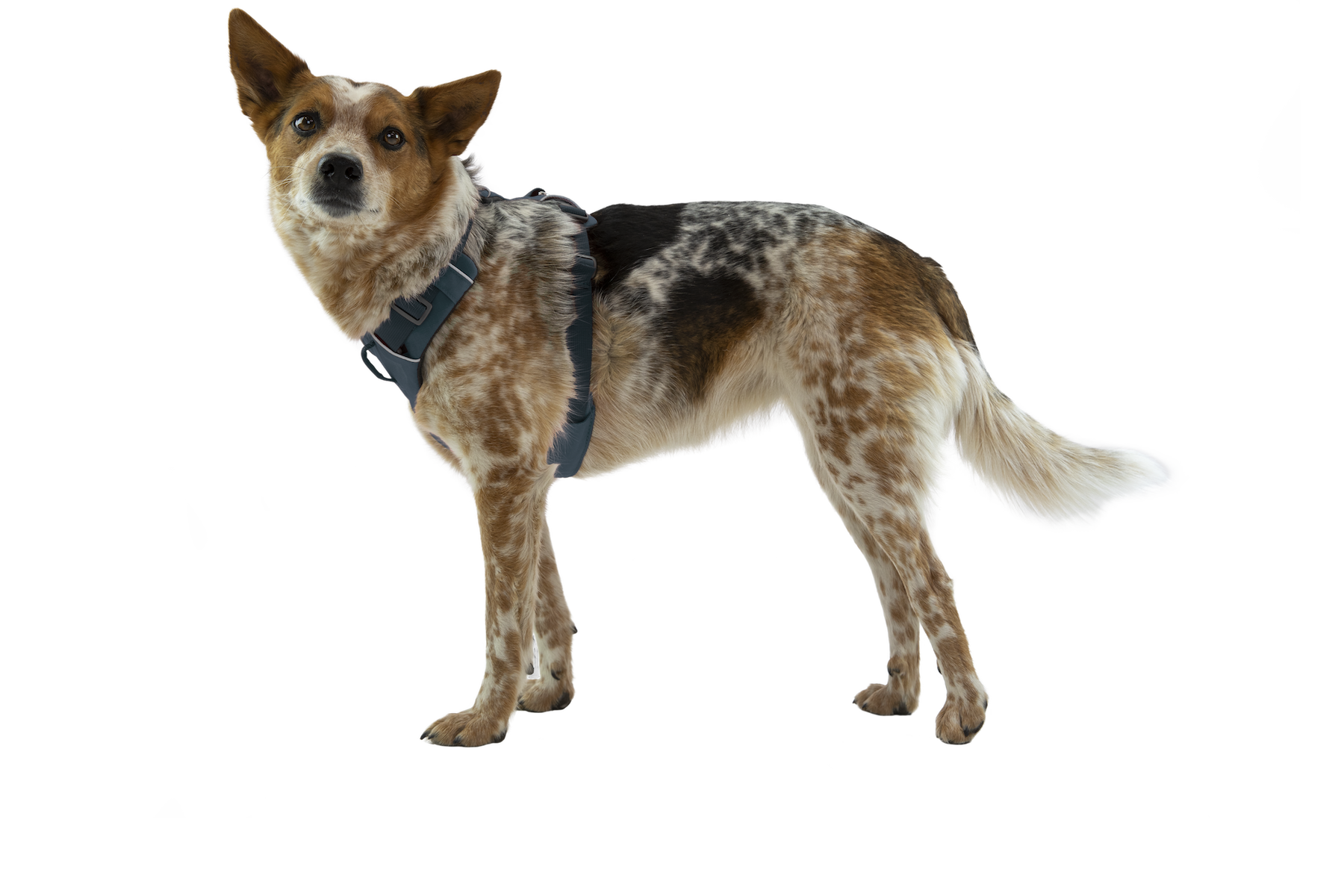 30502_FrontRangeHarness_BlueMOon_Smallcopy_76910c03-c9fe-4ded-8416-4f3eff3caccb