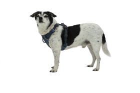 CompressedPNG-30502-Front-Range-Harness-Red-Clay-Right-STUDIO