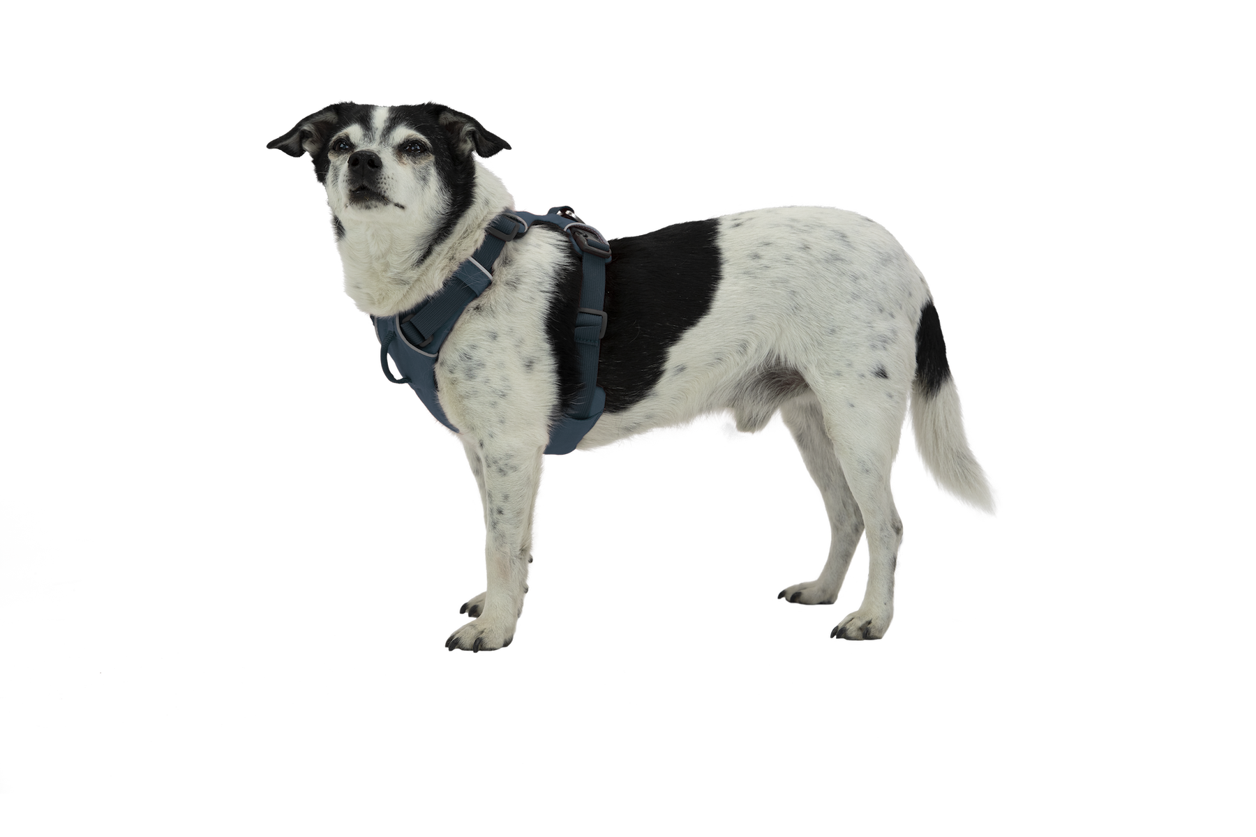 30502_FrontRangeHarness_blueMoon_Coco-XSmallcopy_a06466dc-f40b-428f-b0a2-03fd76964a05