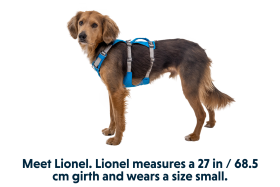 30551_Flagline-Harness_Basalt-Gray_Front_SMALL_def57d96-6766-4d7a-87e0-33213e5db7b2