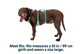 30551_Flagline-Harness_Basalt-Gray_Front_SMALL_def57d96-6766-4d7a-87e0-33213e5db7b2