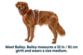 30551_Flagline-Harness_Basalt-Gray_Front_SMALL_def57d96-6766-4d7a-87e0-33213e5db7b2