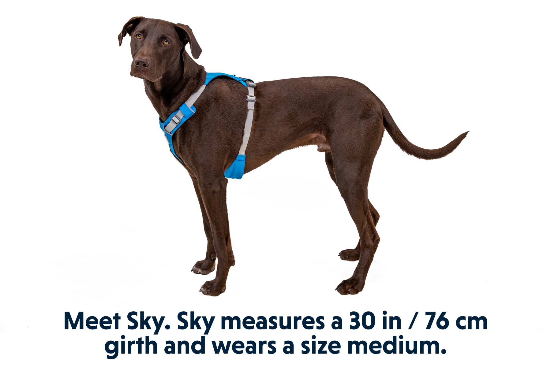 30821_Hi-_-Light-Harness_Blue-Dusk_SKY_Medium_8df44258-2d87-47ae-b6a4-5e2a6f3543f2