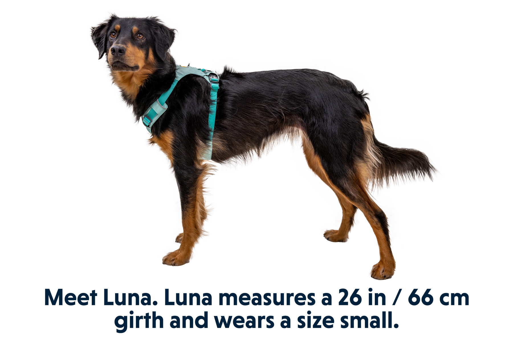 30821_Hi-_-Light-Harness_Sage-Green_LUNA_Small_e33e1019-1a5c-469c-b7c5-ea74945c0db5