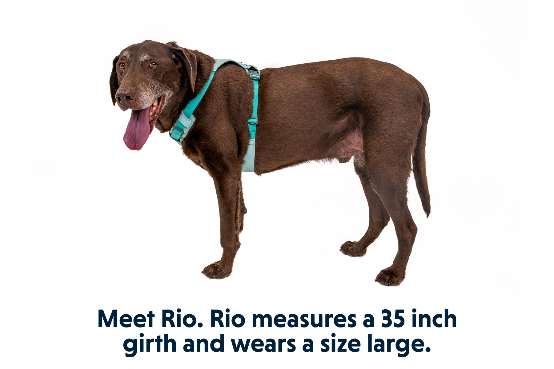 30821_Hi-_-Light-Harness_Sage-Green_RIO_LXL