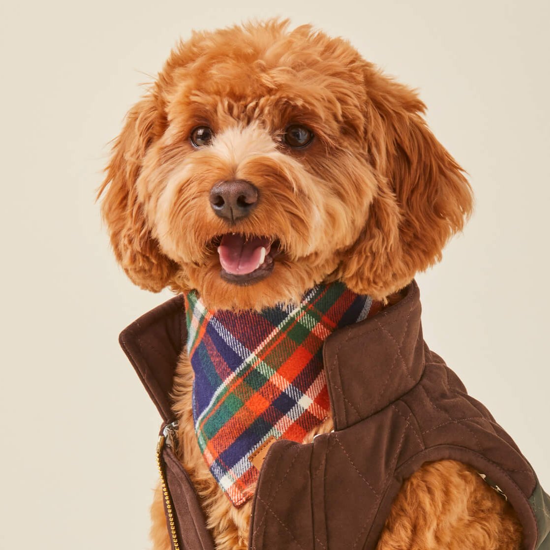 CROP_SquirrelJacket_Dakota_Bandana_24-07-23_23612_90ec4715-186c-45c3-b96f-d16e13d41a34 Hidden