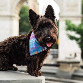 Fall25_Piper-Plaid_Bandana_EMbroidered