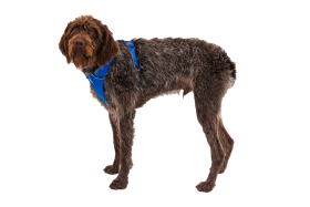 30503_Front-Range-Harness_Blaze-Orange_Right