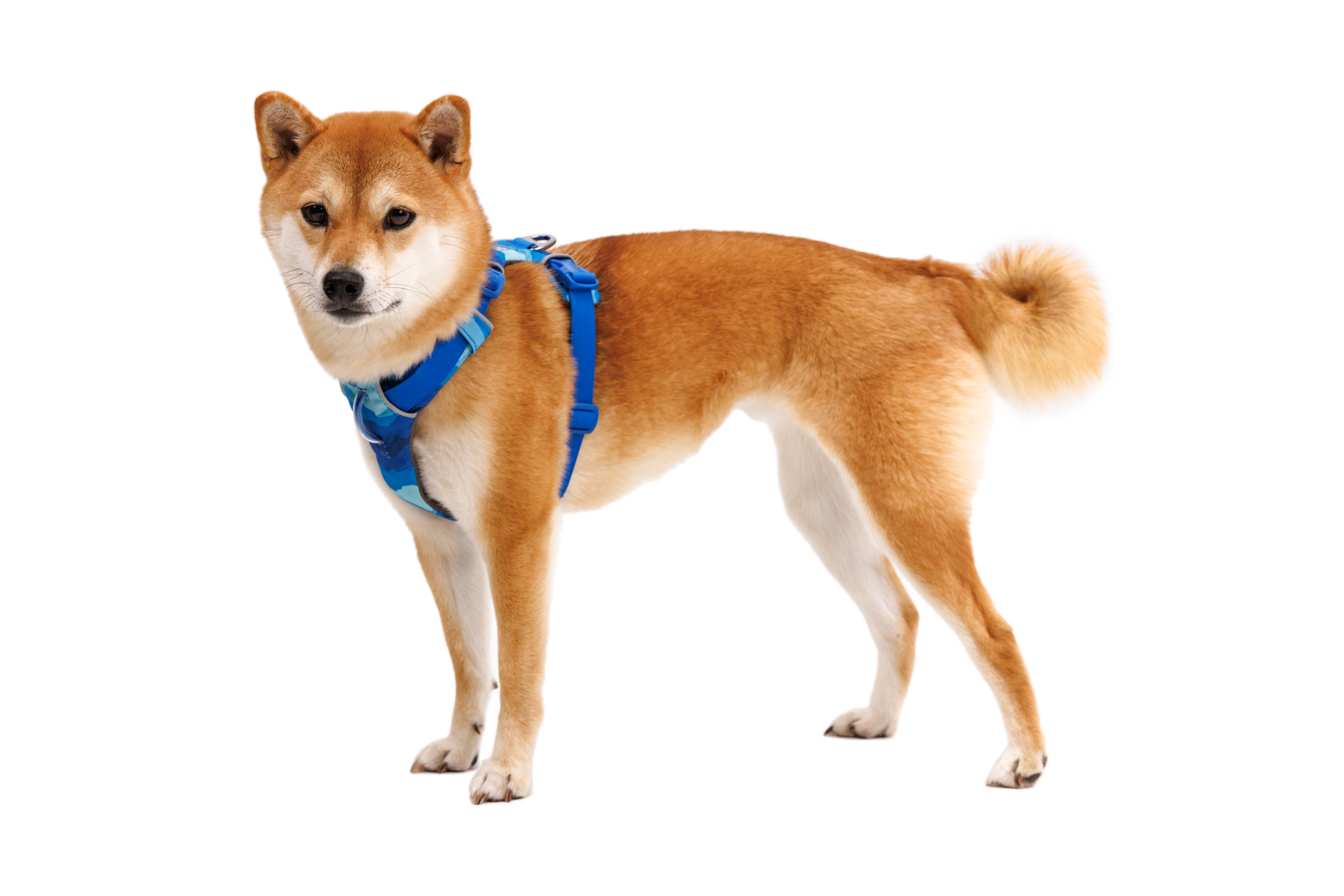 FR-Harness_Coastal-Mountains_Pearl_STUDIO