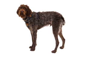 30503_Front-Range-Harness_Blaze-Orange_Right