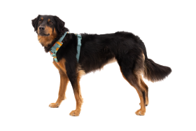 30503_Front-Range-Harness_Blaze-Orange_Right