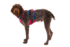30551_Flagline-Harness_Basalt-Gray_Front_SMALL_def57d96-6766-4d7a-87e0-33213e5db7b2