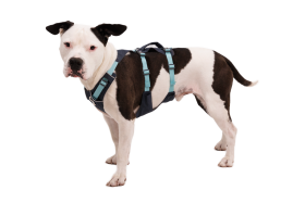 30551_Flagline-Harness_Basalt-Gray_Front_SMALL_def57d96-6766-4d7a-87e0-33213e5db7b2