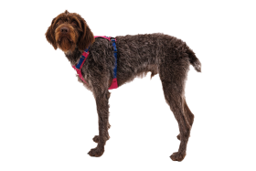 CompressedPNG-30821_Hi-_-Light-Harness_Alpenglow-Pink-Right_STUDIO