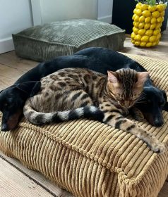 1000x1176_02_Cuadra_11_1000x_fb1f4720-cde5-41f9-ac66-b0d9264ee939