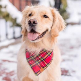 Holiday25_Tartan-Plaid_Bandana_Embroidered