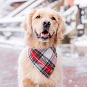 Holiday25_Regent_Plaid_Bandana_Embroidered
