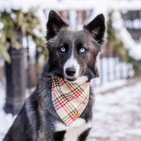 Holiday25_Eggnog-Plaid-Flannel_Bandana_Embroidered