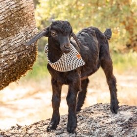 Houndstooth_Bandana_eca020d9-5e9b-4b82-b109-5b5fe14a5d7c