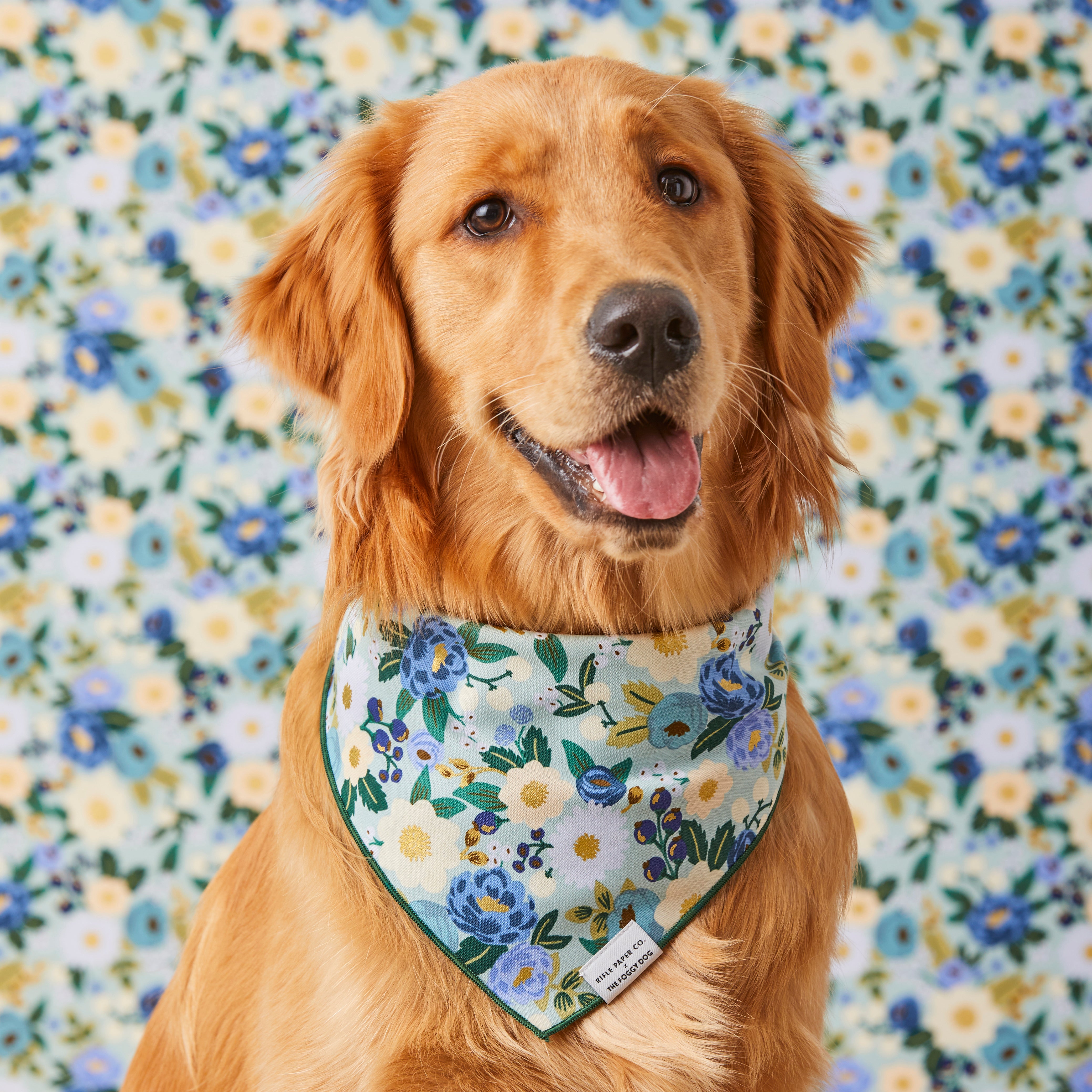 #Modeled by Aura (65lbs) in Large