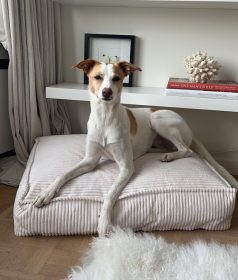 1000x1176_02_Snozy_47_1000x_9d920ed1-94f2-40f0-8ca1-3185ca76c85a