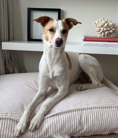 1000x1176_02_Snozy_47_1000x_9d920ed1-94f2-40f0-8ca1-3185ca76c85a