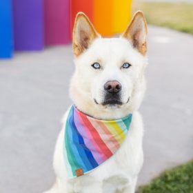 Over_The_Rainbow_Bandana_Embroidered_2_1